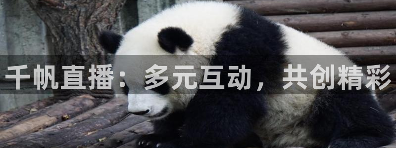 河豚体育在线观看直播：千帆直播：多元互动，共创精彩